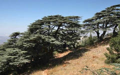 Cedros en la reserva forestal de Chouf. (Mahmoud Kheir).