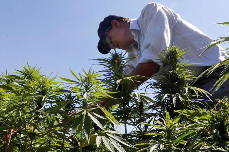 Agricultor con  plantas de cannabis en un campo en el área de Yammouneh, al oeste de Baalbek, Líbano, 13 de agosto de 2018. Reuters.