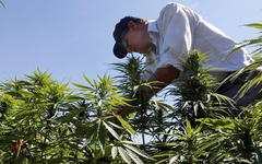 Agricultor con  plantas de cannabis en un campo en el área de Yammouneh, al oeste de Baalbek, Líbano, 13 de agosto de 2018. Reuters.