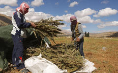 Líbano se prepara para la legalización del cultivo de cannabis