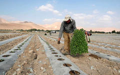 Un agricultor palestino planta plántulas de berenjena en el valle del Jordán en la Cisjordania ocupada por Israel el 11 de septiembre de 2019.