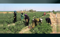 Agricultura y mercado interno: defensa siria frente al bloqueo