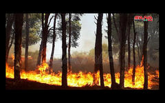 Incendios en la provincia de Tartous | Octubre 9,2020 (Foto: SANA)