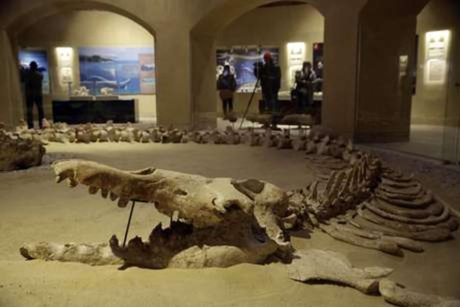 Abre museo de fósiles marítimos y cambio climático en Egipto