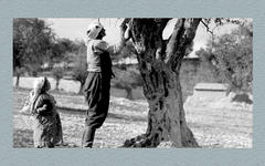 Poda de olivos en Palestina (foto tomada entre 1934 y 1939).