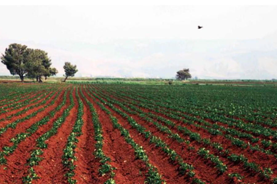 Cultivos en Zahle