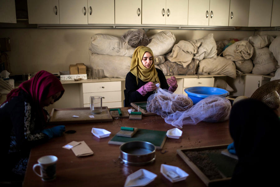 Trabajadores libaneses en el banco de semillas en Terbol (Imagen Diego Ibarra Sanchez / New York Times).