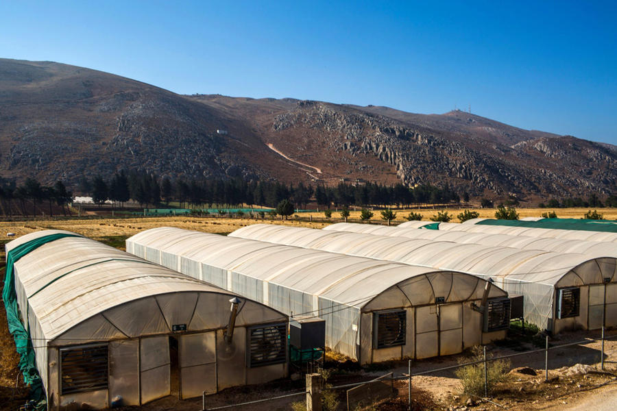 Los invernaderos de Icarda en Terbol, en el valle de Bekaa, no lejos de la frontera de Líbano con Siria. El grupo también tiene una oficina en Marruecos y ejecuta proyectos en India y Sudán (Imagen Diego Ibarra Sanchez / New York Times).