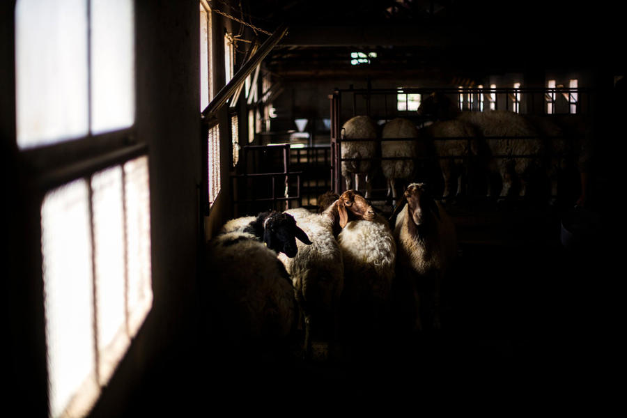 Ovejas Awassi de Alepo en un corral en Terbol. Son conocidas por su alto rendimiento de leche requiriendo relativamente poca agua (Imagen Diego Ibarra Sanchez / New York Times).