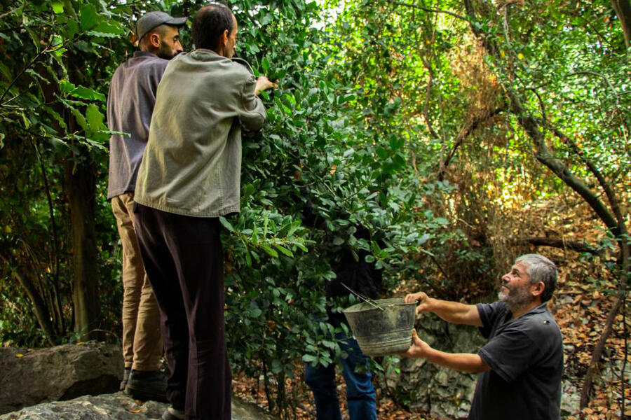 Los trabajadores locales recogen las bayas de laurel de la reserva forestal de Fronloq en Kasab | Foto: Syrian Trust for Development (2023)