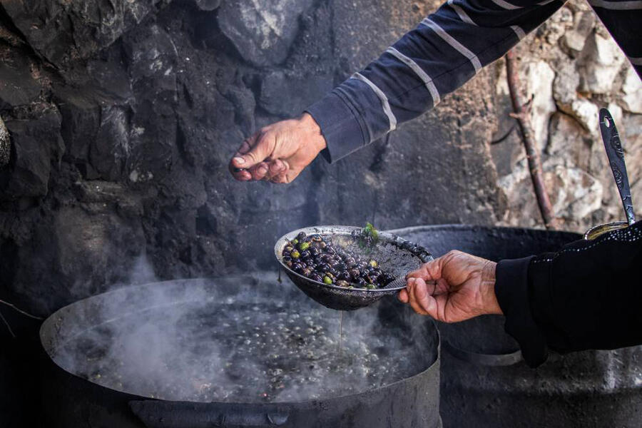 Método tradicional para la extracción del aceite de Ghar natural | Foto: Syrian Trust for Development (2023)